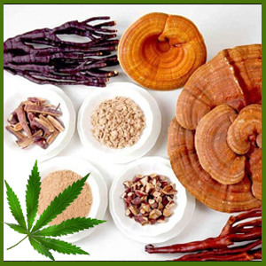 medicinal mushroom medicinal mushroom