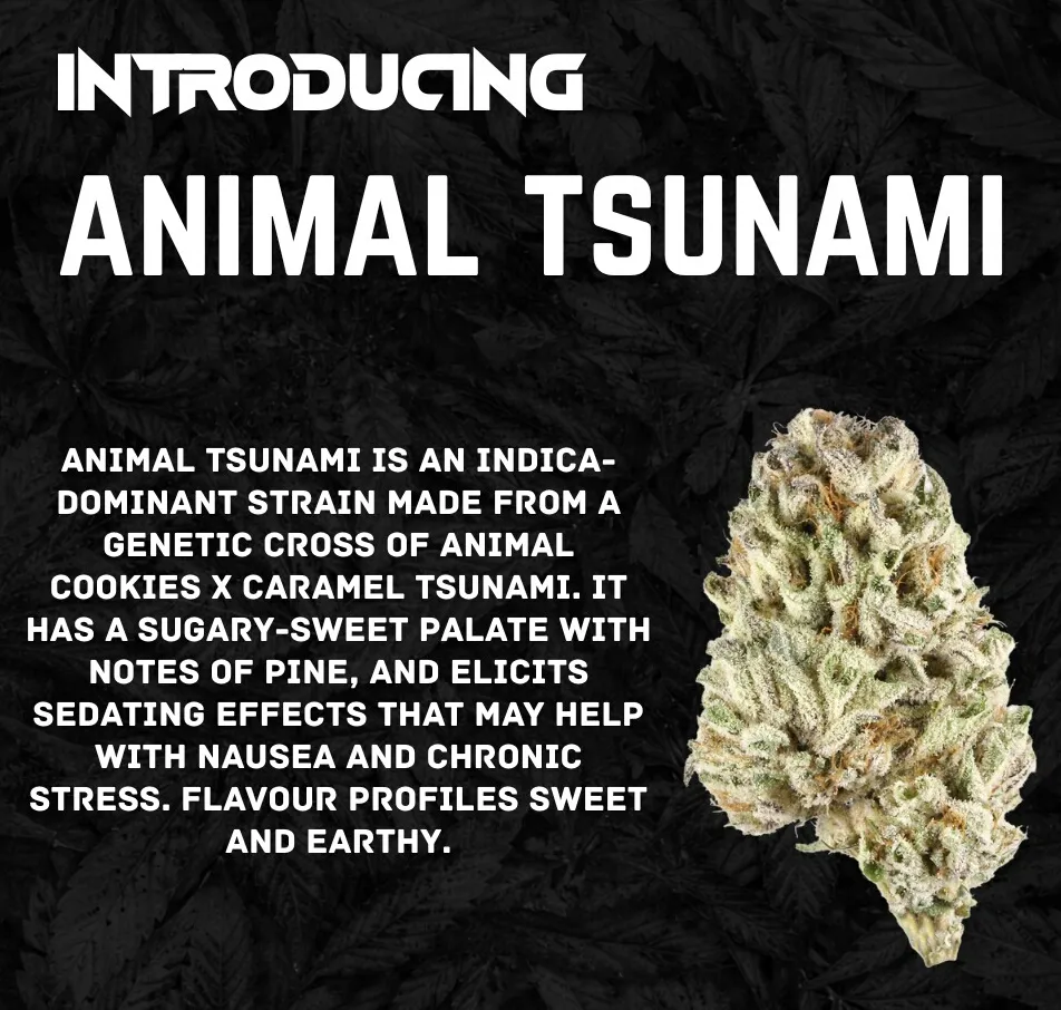 Animal Tsunami 2.webp