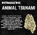 Animal Tsunami 2.webp