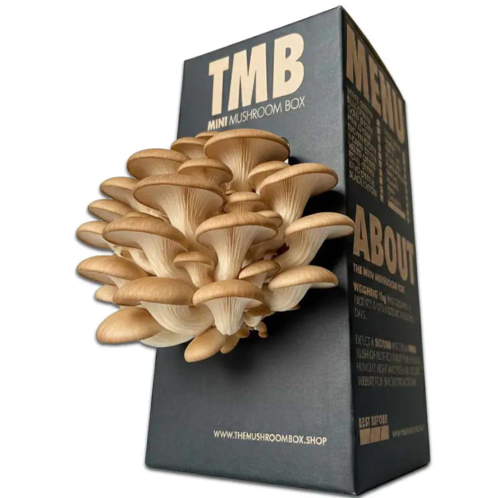 Mushroom Grow Box - Brown Oyster Mushrooms