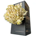 Mushroom Grow Box - Golden Oyster Mushrooms
