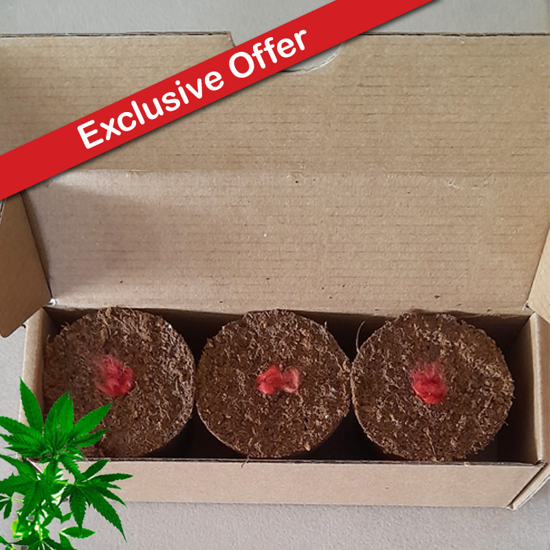 Seeded Canna Pods 3's (Box of 3x One Strain) (Auto: Girl Scout Cookies (Indica))